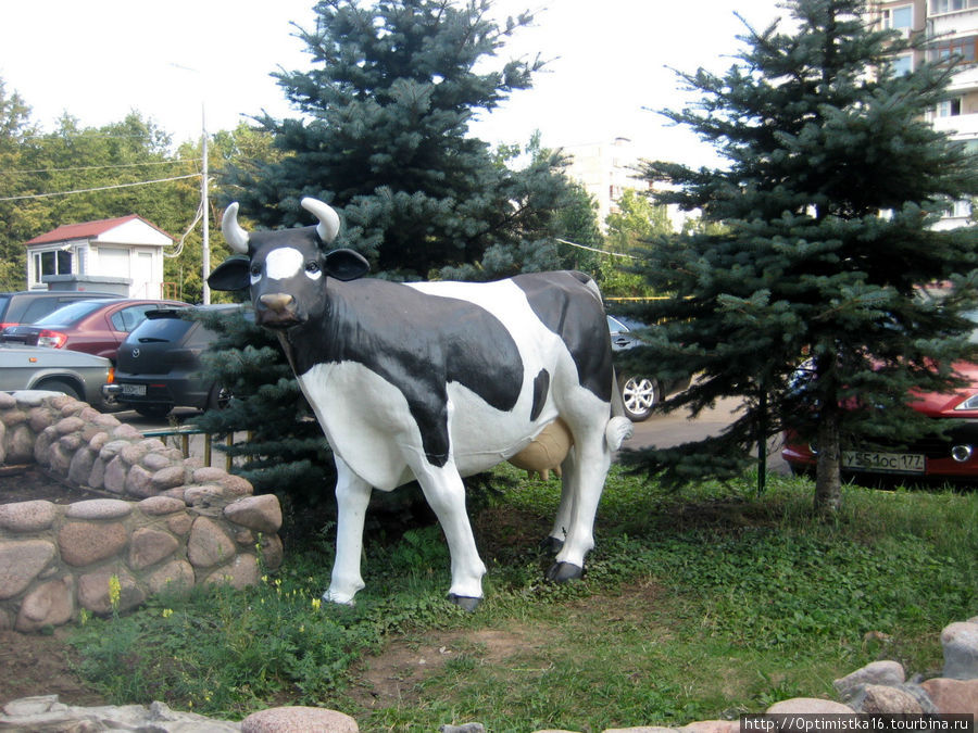 Корова стоит рядом с нашим ДЕЗом. Что выражает, не знаю. Москва, Россия