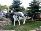Корова стоит рядом с нашим ДЕЗом. Что выражает, не знаю.