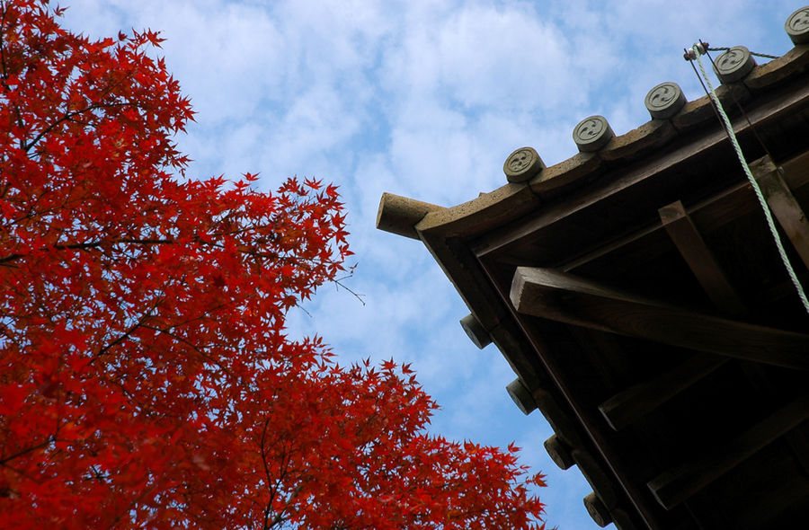 Осень в замке Маруока Сакай, Япония