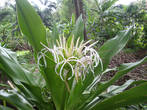 Кринум азиатский (Crinum asiaticum L).