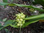 Плоды. Кринум азиатский (Crinum asiaticum L).