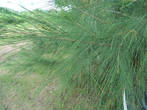 Казуариния хвощевидная (Casuarina equisetifolia).