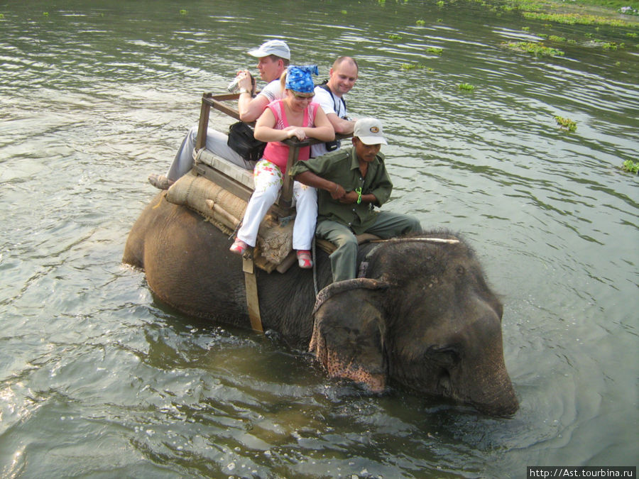 По уши в воде эта скотинка просидела минут двадцать... Читван Национальный Парк, Непал