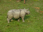 Белый носорог. Этот зверь уже давно в Красной книге.