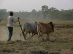 Обработка земли старым дедовским методом. Корова --- священное животное, но на буйволе можно пахать.