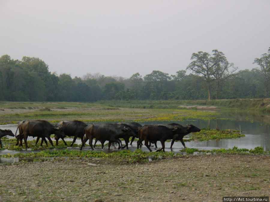 Стадо буйволов. Читван Национальный Парк, Непал