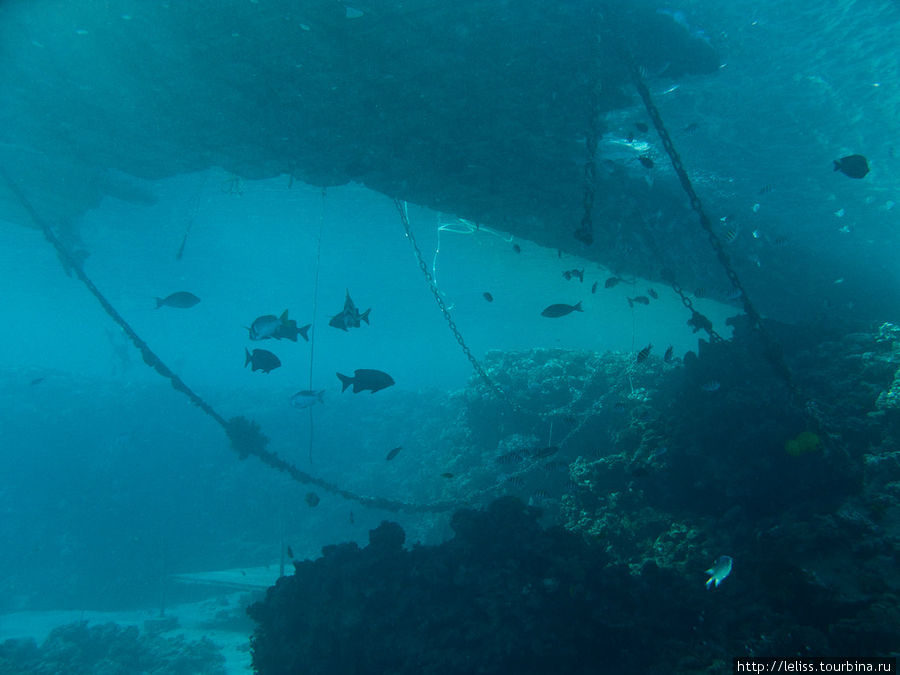Подводный мир Синая Шарм-Эль-Шейх, Египет