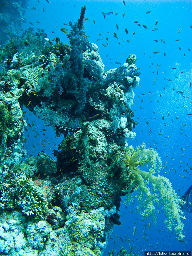 Подводный мир Синая Шарм-Эль-Шейх, Египет