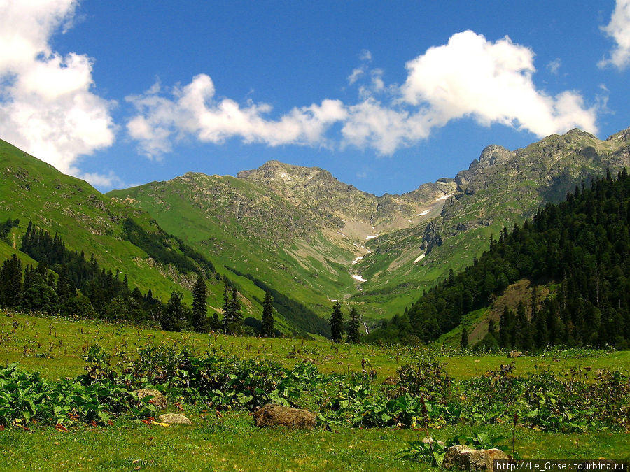 Альпийские луга отличаются сочными цветами. Абхазия