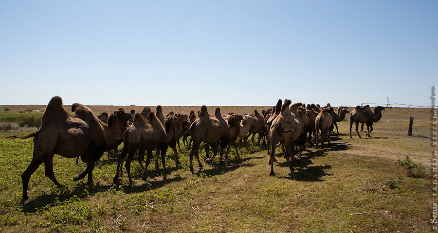 Казахские юрты, игра в бабки, верблюды Астраханская область, Россия