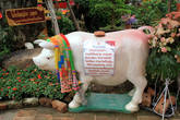 Корова, Ват Такаронг в Аюттхае