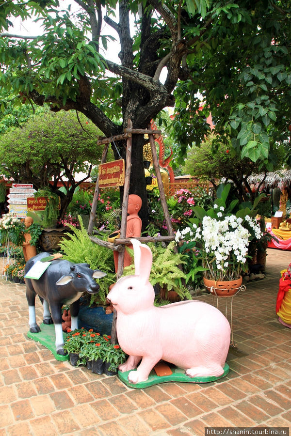 Кролик, Ват Такаронг в Аюттхае Аюттхая, Таиланд