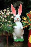 Белый ушастый кролик, Ват Такаронг в Аюттхае