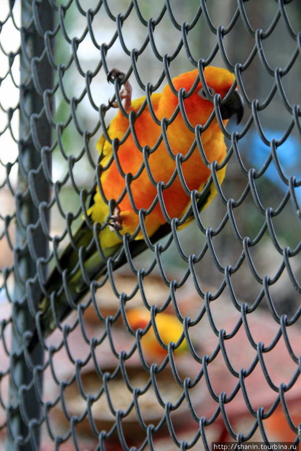 Попугай в клетке, Ват Такаронг в Аюттхае Аюттхая, Таиланд