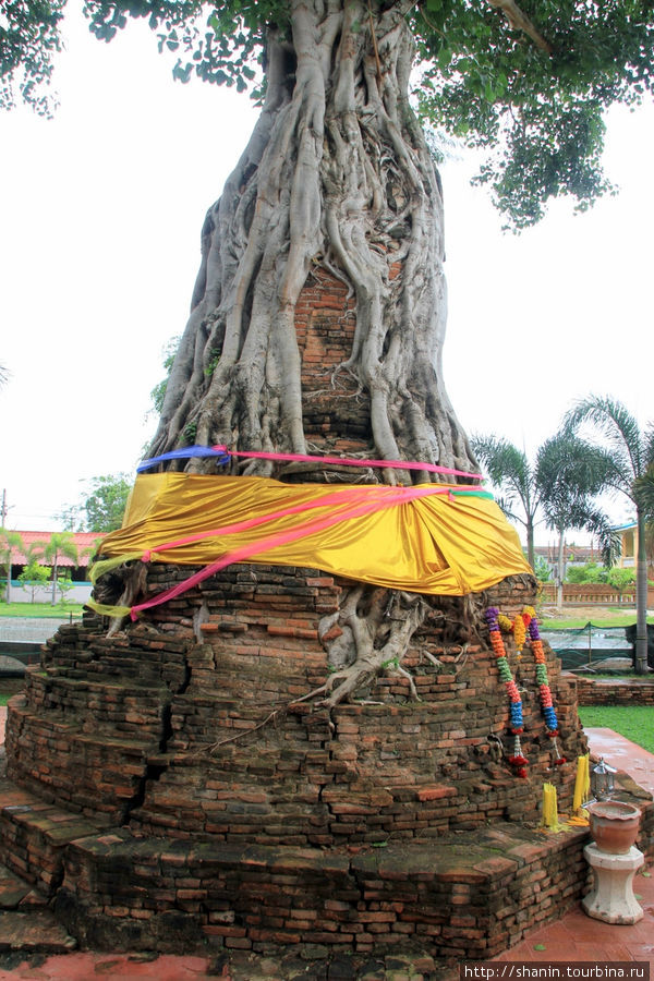 Священное дерево, Ват На Пхрамаин в Аюттхае Аюттхая, Таиланд