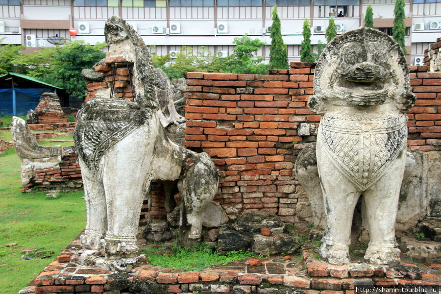 Каменные львы,  Ват Тхаммикарат в Аюттхае Аюттхая, Таиланд