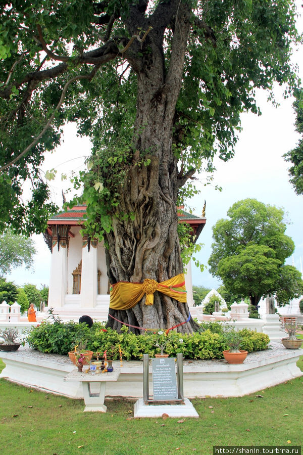 Священное дерево, Ват Сувандарарам Раджаваравихарн Аюттхая, Таиланд