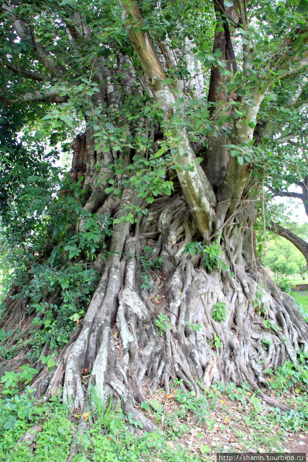 Дерево, Парк Суан Сомдет Пхрасинакхарин Аюттхая, Таиланд