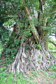 Дерево, Парк Суан Сомдет Пхрасинакхарин