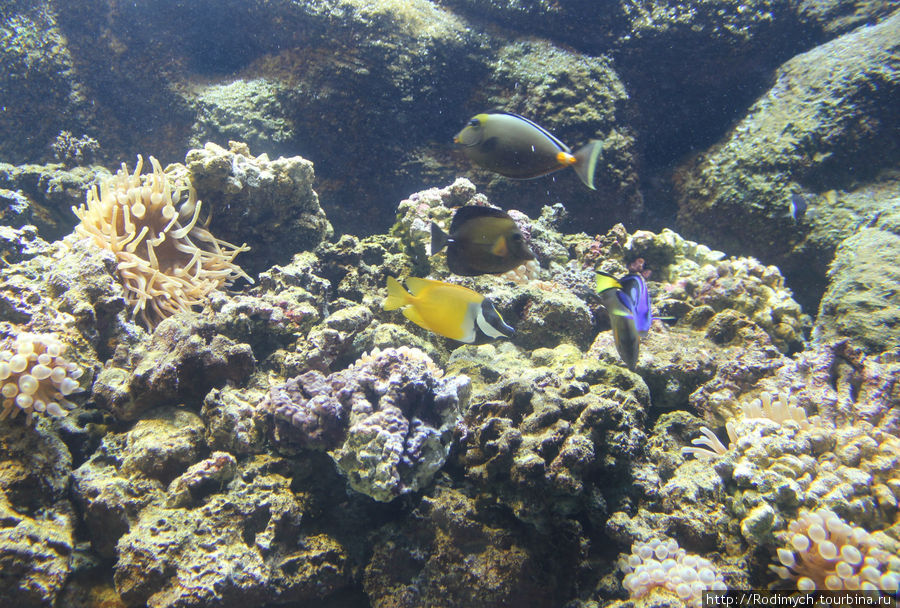 Критский морской аквариум Херсониссос, Греция