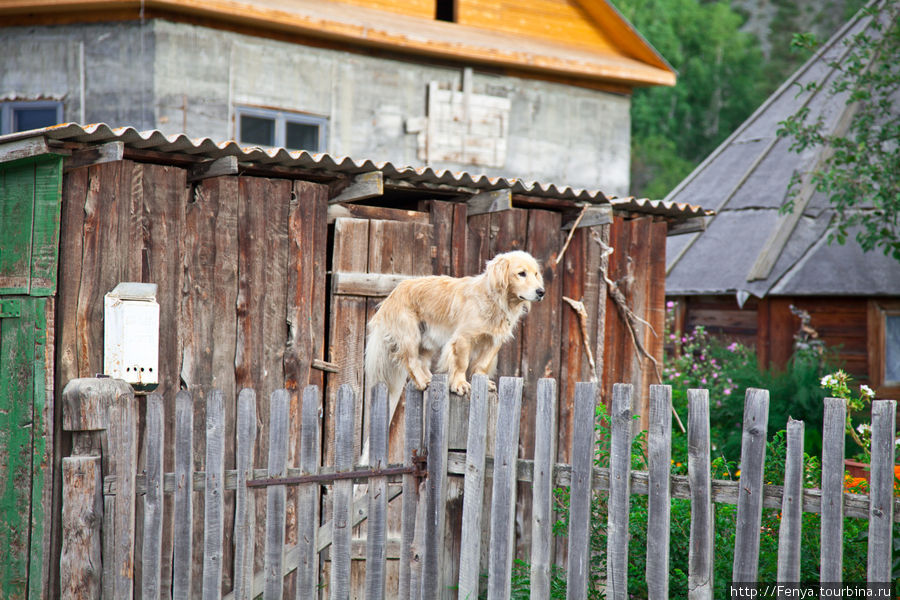 Никак не могли понять где простая маленькая собачка научилась лазить по заборам;) Тюнгур, Россия