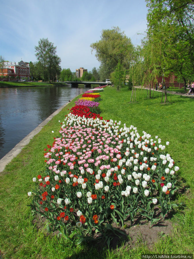 А весной в Горсаде у Заводоуправления у нас сажают самые красивые тюльпаны!!! Колпино, Россия