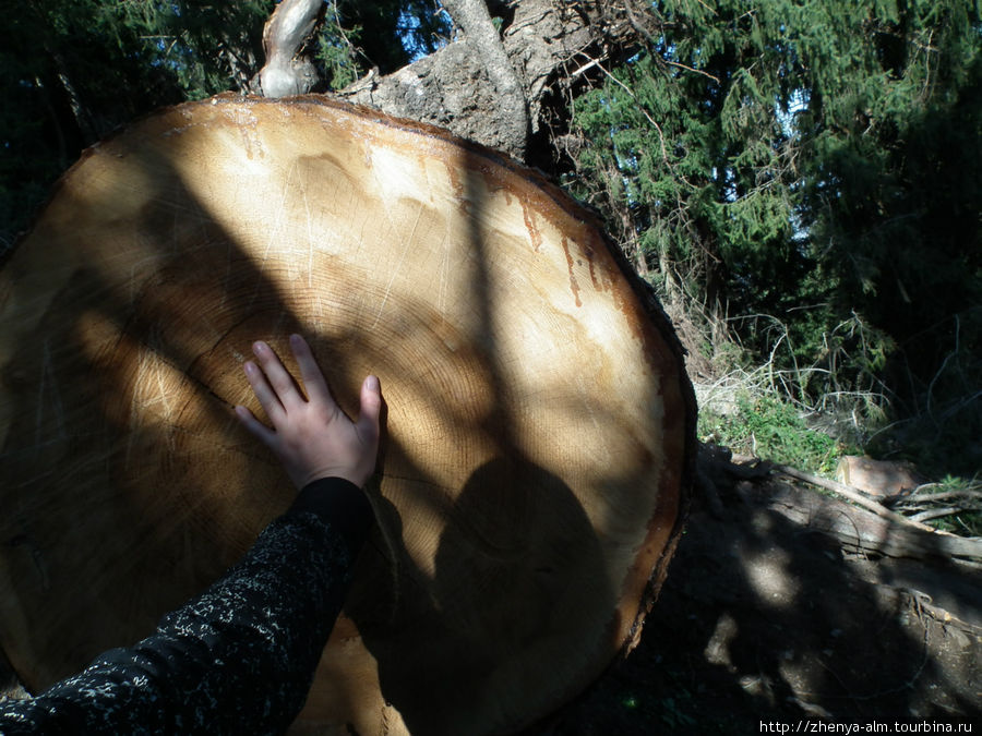 вот такие ели повалило. ей лет 80, не меньше Заилийский Алатау (горный хребет), Казахстан