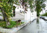 В плохую погоду ни один хозяин не выгонит свою собаку на улицу. Значит — бродячая. Как же ей одиноко...