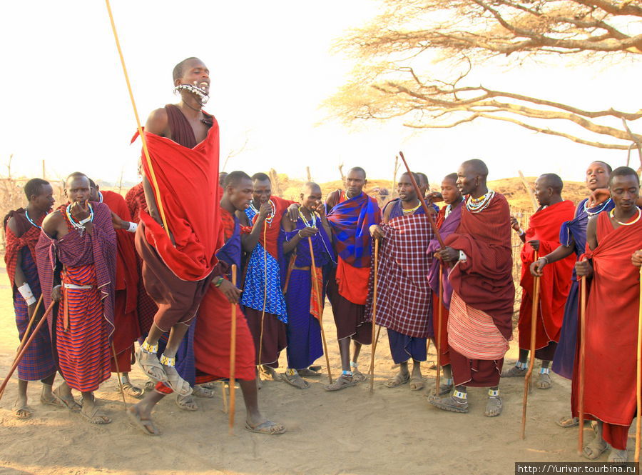 Танцы масайских воинов Серенгети Национальный Парк, Танзания
