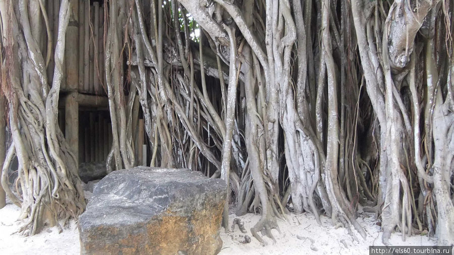 Шагающее дерево Гранд-Бэ, Маврикий