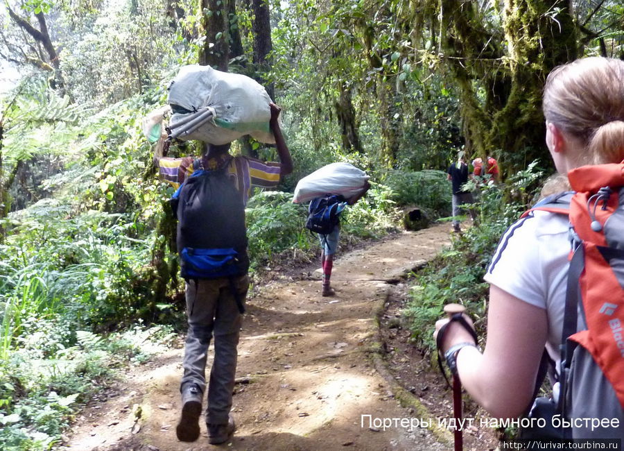 Портеры идут намного быстрее Килиманджаро Национальный Парк, Танзания