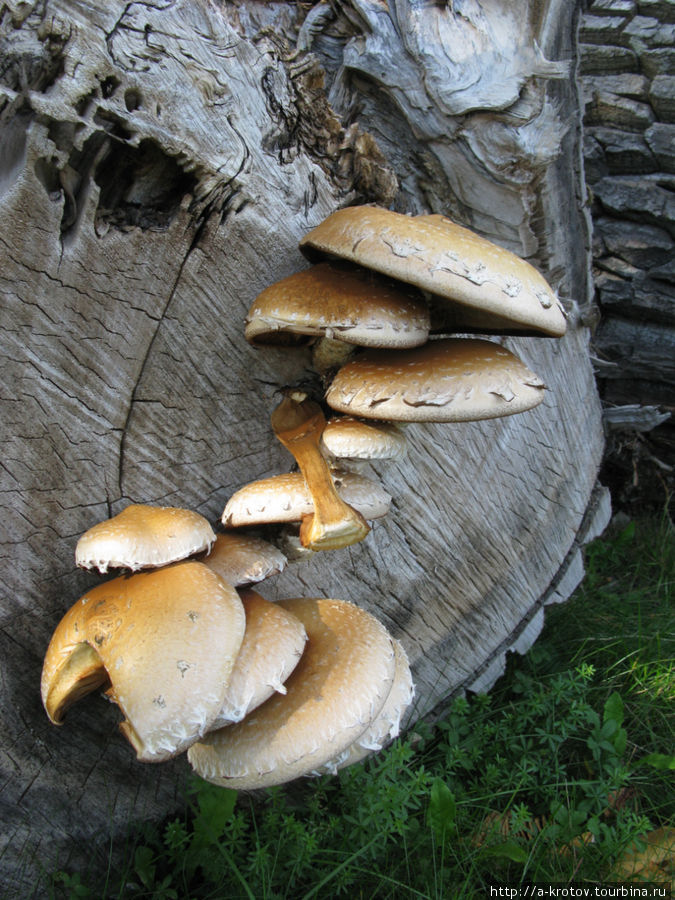 грибы Уппсала, Швеция