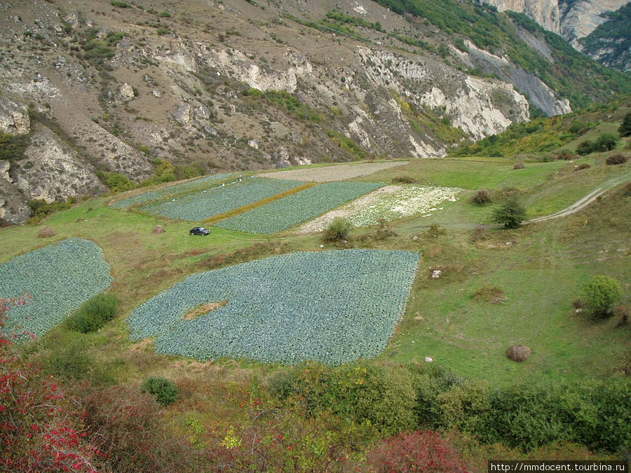 Зеленые поля — капуста Верхняя Балкария, Россия
