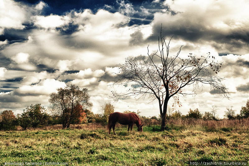Лошадь под деревом Великий Новгород, Россия