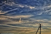 Птицы на проводах, деревня Еруново