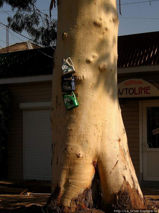 Ствол дерева с рекламой моторных масел. Сухум, Абхазия