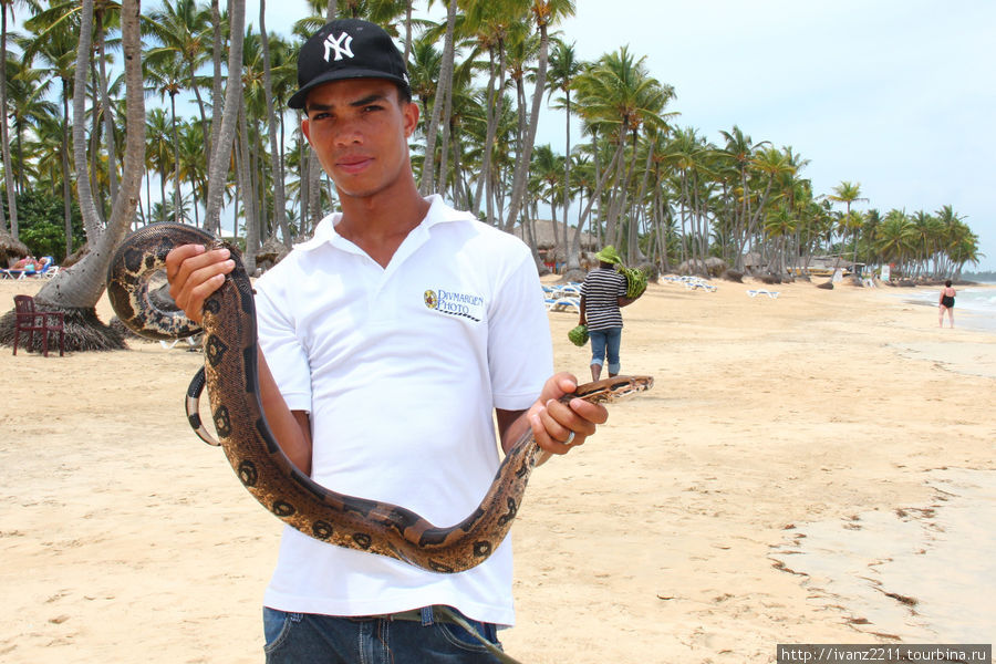 змея Уверо-Альто, Доминиканская Республика