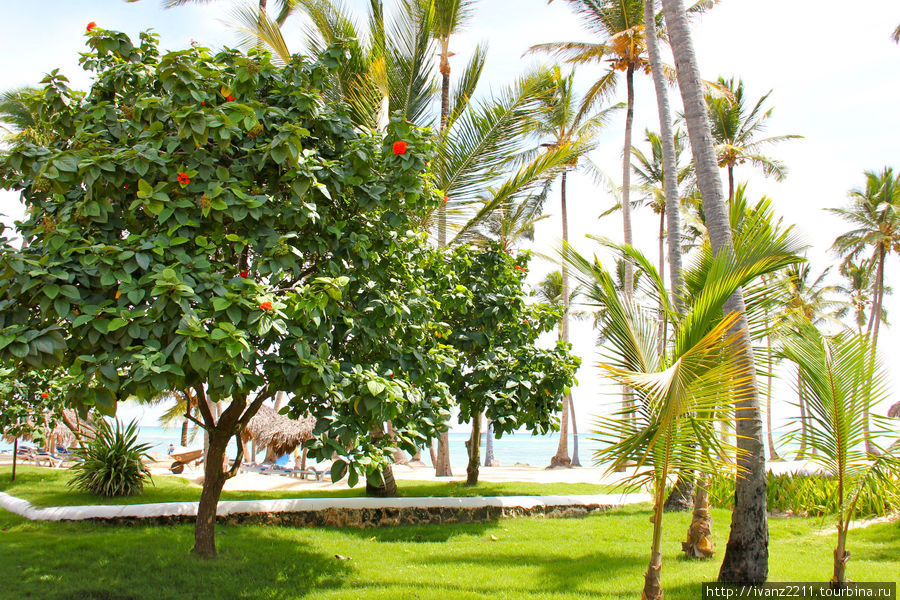 а дальше пляж. Уверо-Альто, Доминиканская Республика