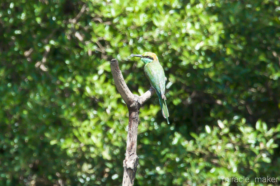 … и зеленый попугай! Палолем, Индия