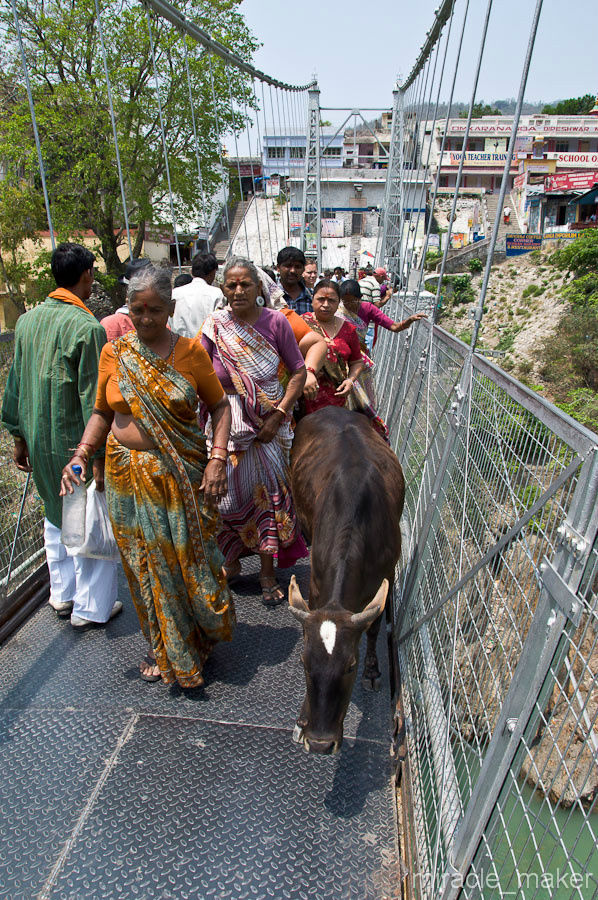 Мост – пешеходный, но по нему также ездят мотоциклисты, и ходят, по своим делам, коровы. Ришикеш, Индия