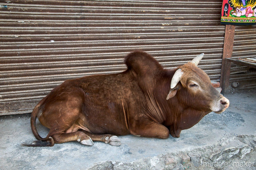 Стоит заметить, что индийские коровы немного отличаются от своих европейских собратьев. Ришикеш, Индия