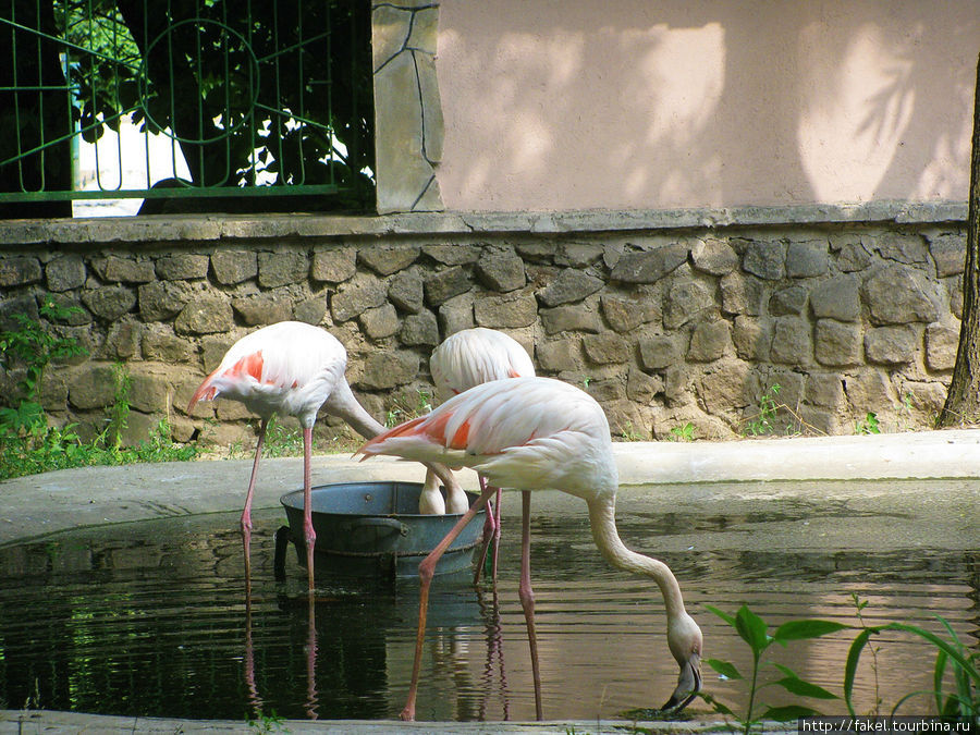 Фламинго розовый Николаев, Украина