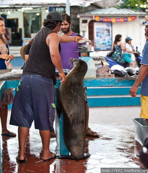 Охота на рыбу. Рынок Пуэрто Айоры. Пуэрто-Айора, остров Санта-Крус, Эквадор