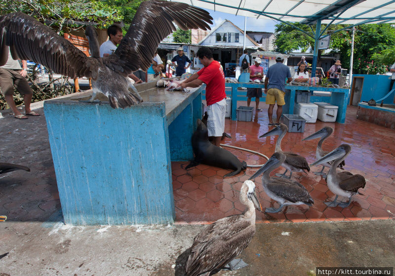 Охота на рыбу. Рынок Пуэрто Айоры. Пуэрто-Айора, остров Санта-Крус, Эквадор