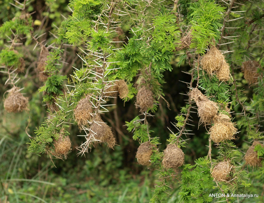 Гнезда ткачиков. Королевы Елизаветы Национальный Парк, Уганда