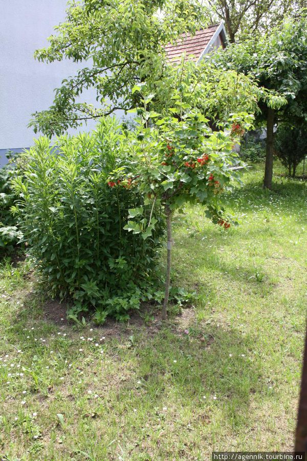 Интересная смородина — похоже, привита на дичок яблони Вайсеноэ, Германия