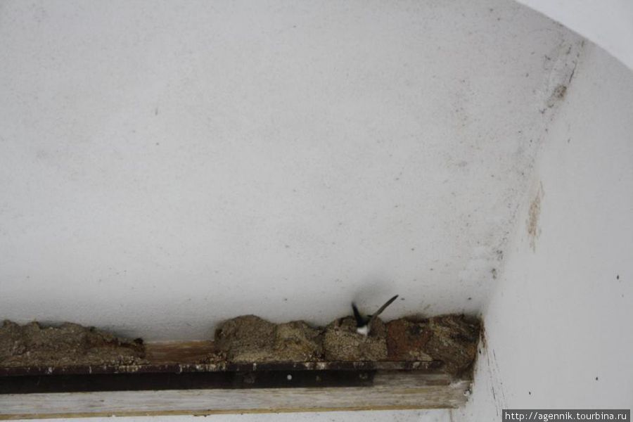 Здесь хорош видна кормящая птенцов ласточка Вайсеноэ, Германия