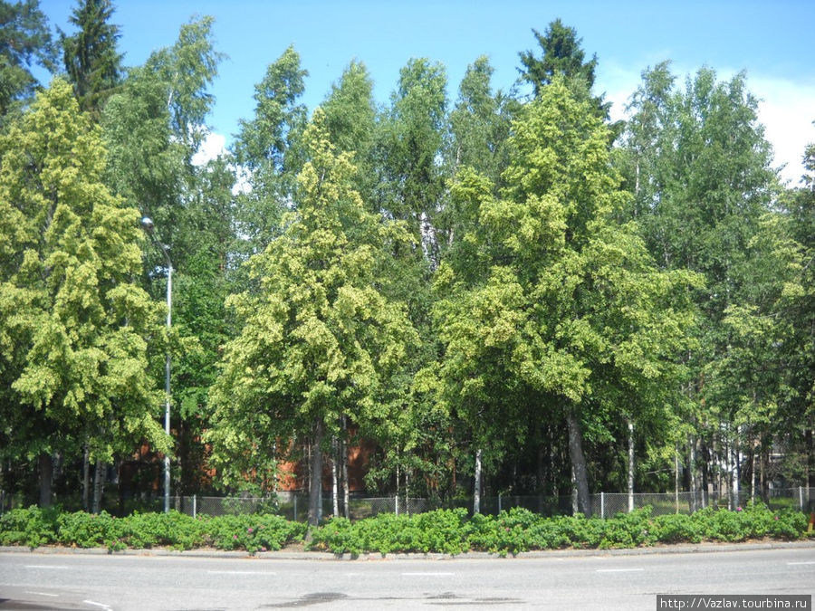 Дома прячутся в деревьях Холлола, Финляндия