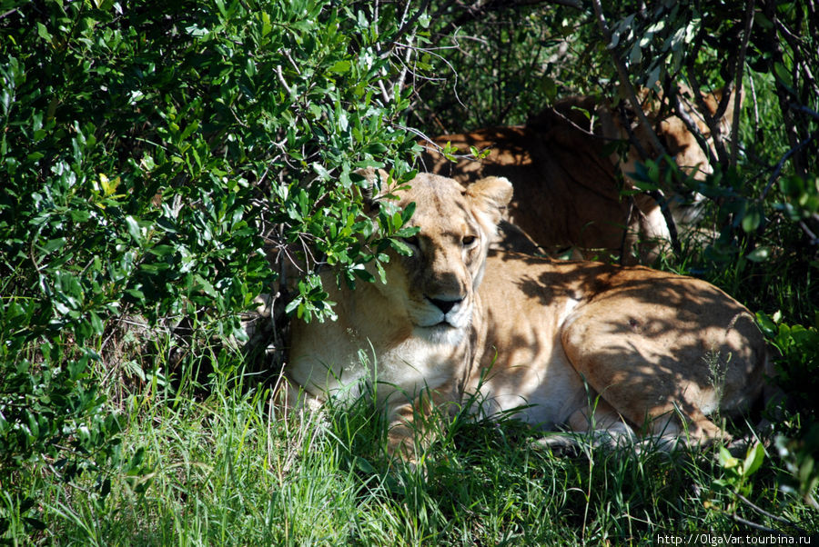 Укрыться от жары можно только в буше Масаи-Мара Национальный Парк, Кения