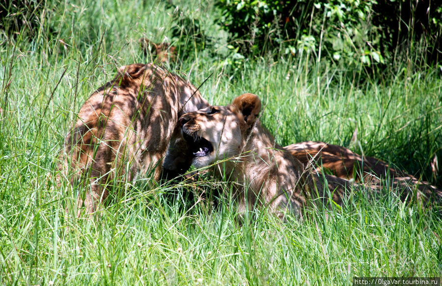 Некоторые не обращали на нас внимания... Масаи-Мара Национальный Парк, Кения